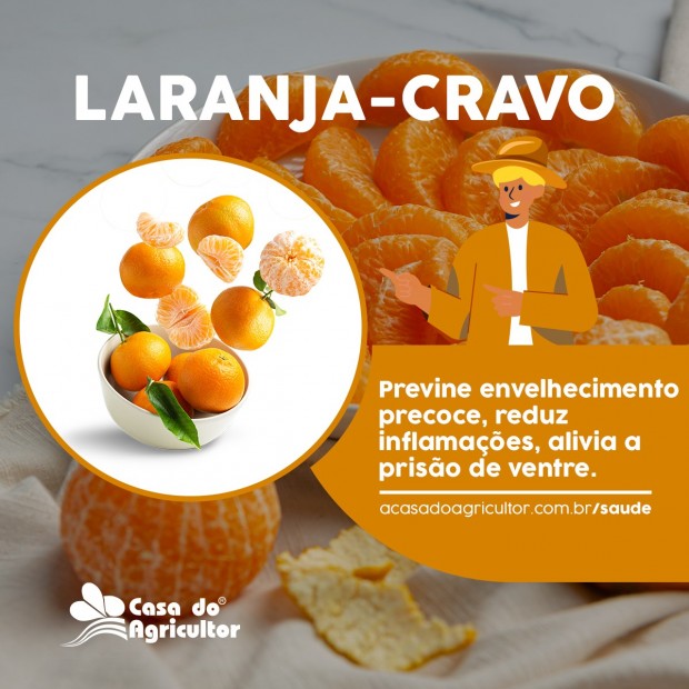 Aprender Sobre 111 Imagem Benefícios Da Laranja Cravo Vn 3714